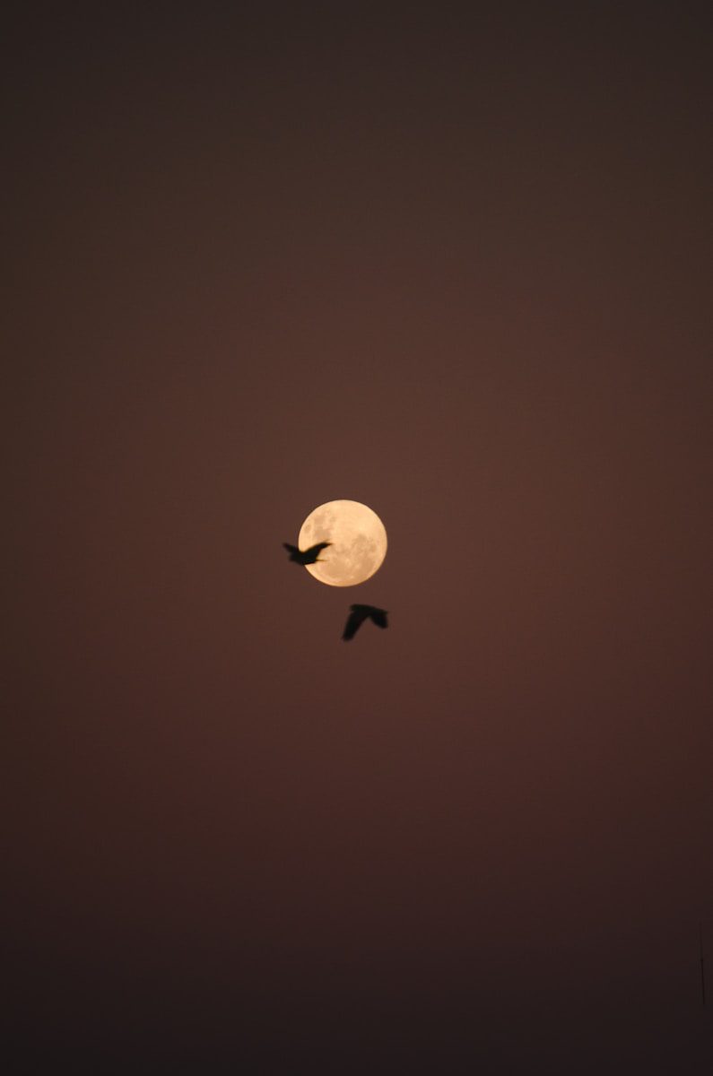 full moon in the sky